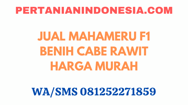 Jual Mahameru F1 Benih Cabe Rawit Harga Murah